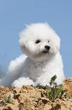 BICHON FRISE 300